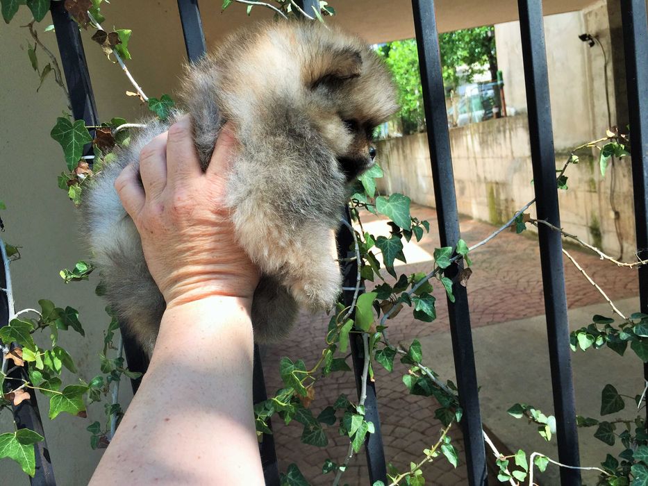 Померан мини Померанчета