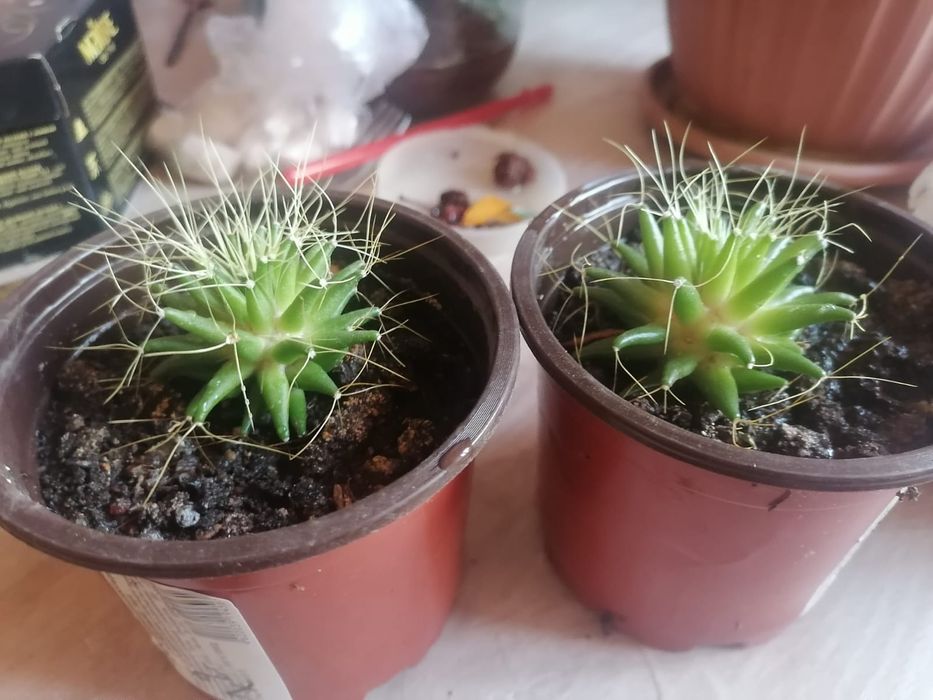 Продам кактус маммиллярия