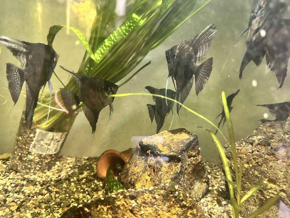 Продам рыбок красивых