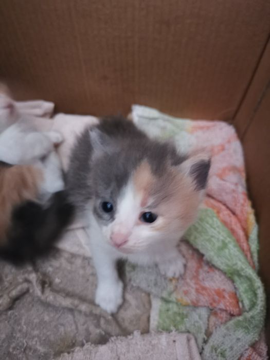 Бебета шарени Котенца