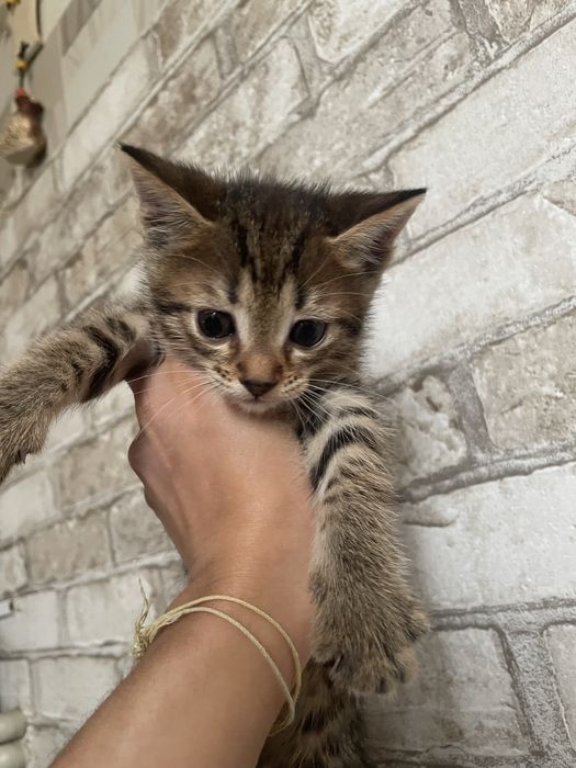 Отдам котят в хорошие руки