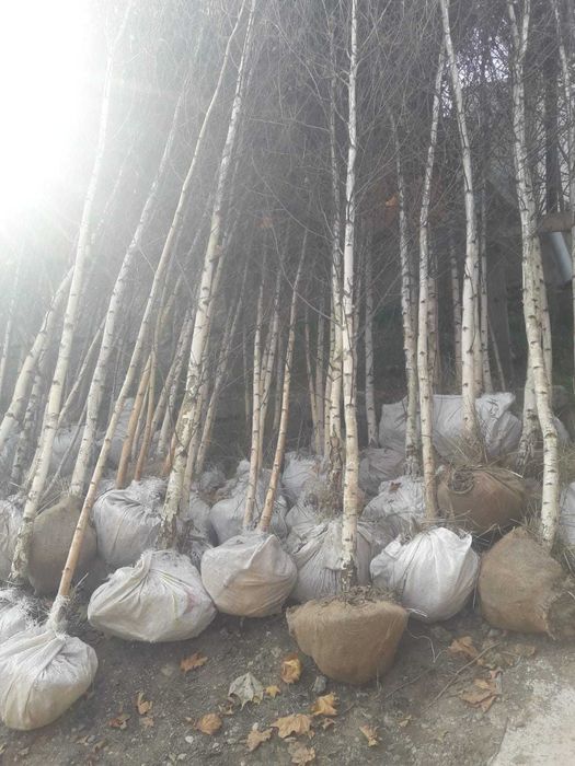 Tuia, Platan, Mesteacăn, tei, fag, stejar