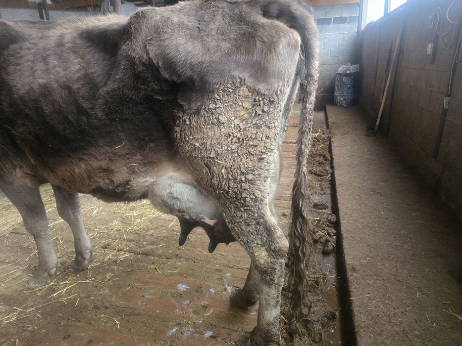 Бұзаулы сиыр сатылады