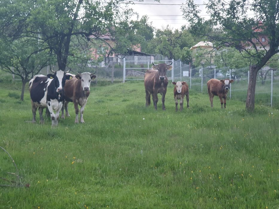 Vand vaca holstain 6 ani 4 fatari Campulung Arges pret 12.000 lei negociabil
