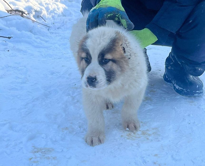 Щенки алабая возраст 2 мес