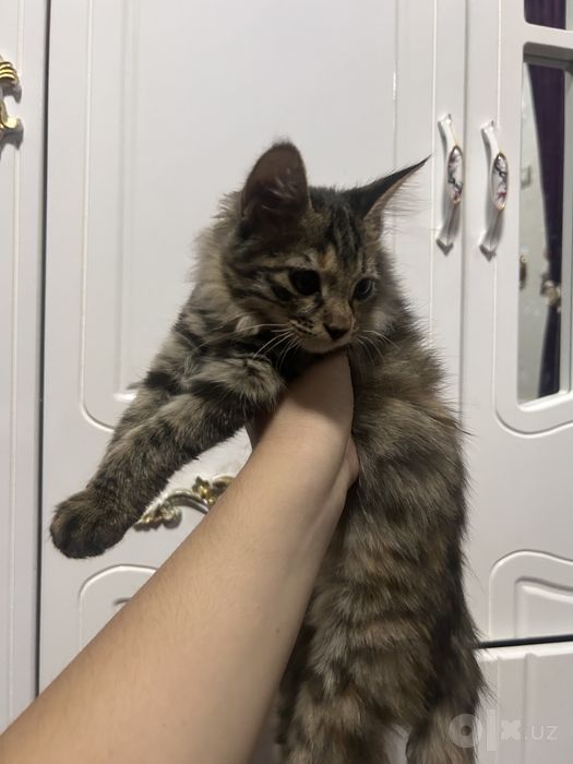 отдам котенка только женщинам