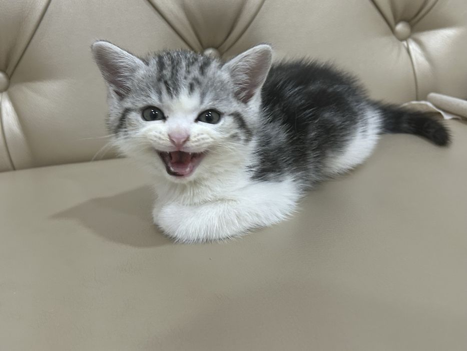 Мысық сатылады шотландские