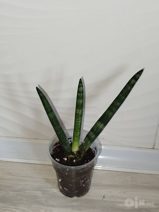 Sansiveriya silindrika