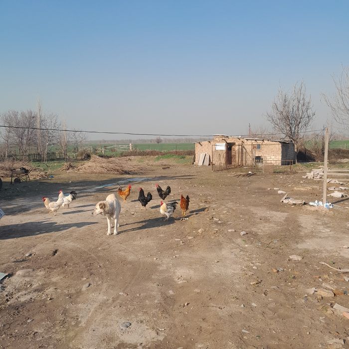 Продам свой земельный участок с кадастром