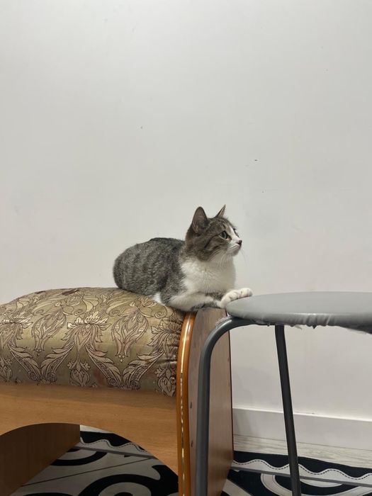 Котятам и кошке нужен дом.
