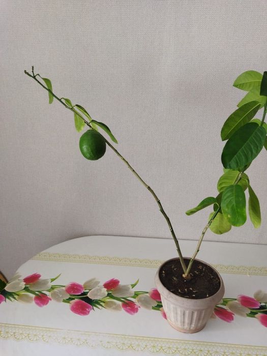 Продам лимонное дерево с лимоном, плодоносящее