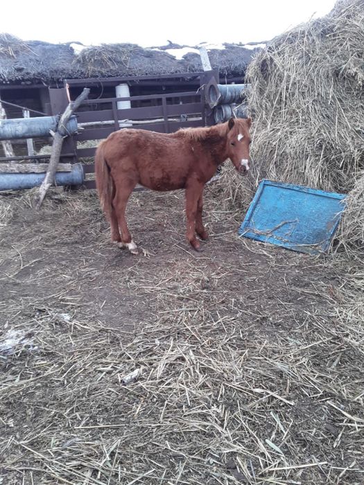 бие жабагысымен бие буаз