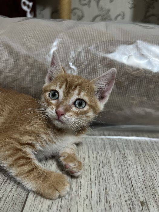 В добрые руки котята