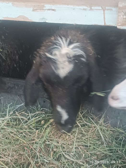 Она бола Эчкилар сотилади