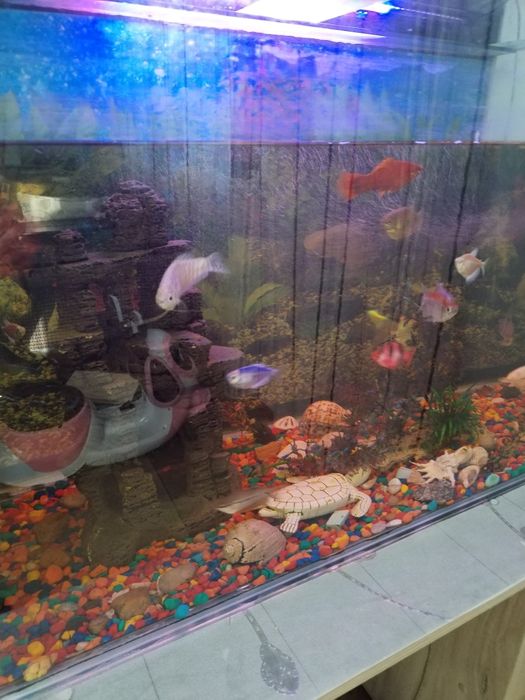 Продам аквариум с рыбками
