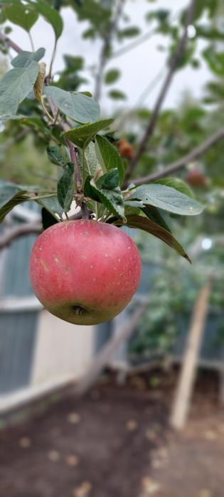 Продам дачу в обществе Горизонт