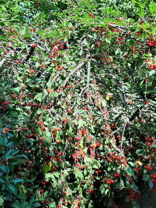 Особняк на Химпаселке