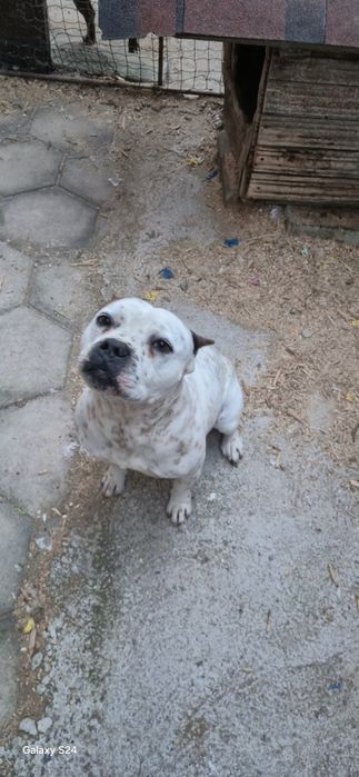 Малки чистокръвни сиви Питбули