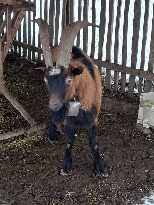 Vand țap de origine alpină