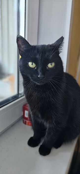 Ищет дом стерилизованная кошечка