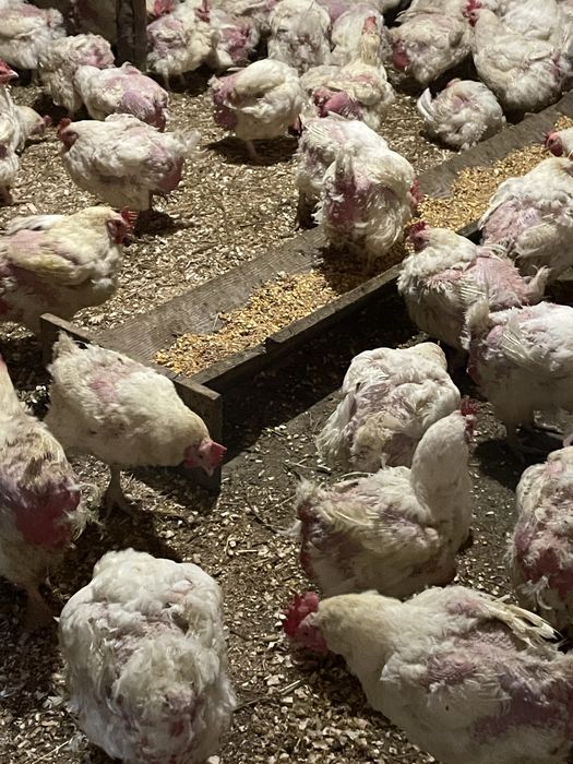 Gaini de carne de vanzare 35 lei buc