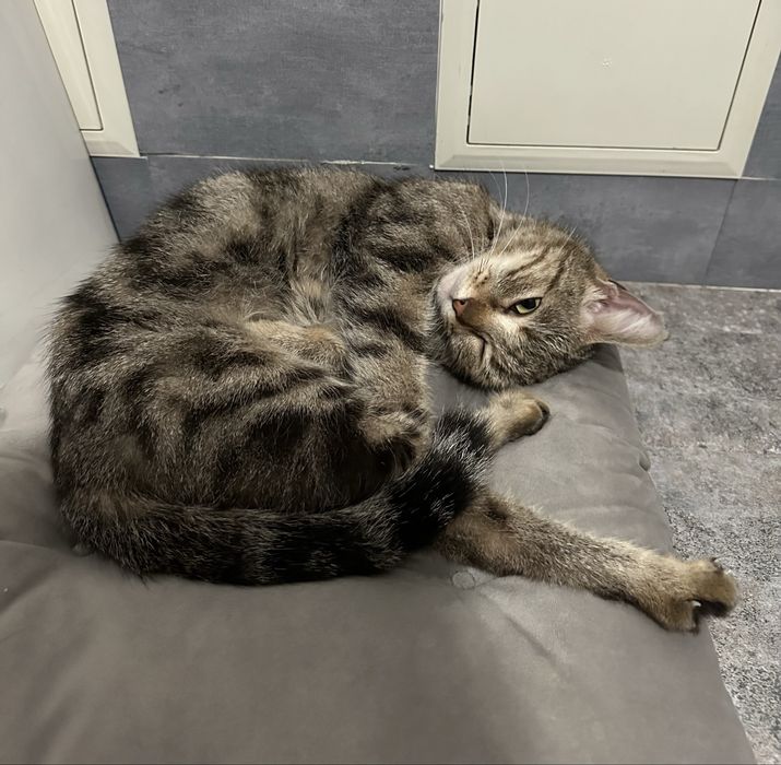 Нашлась домашняя кошка