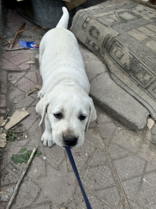 Девочка лабрадор