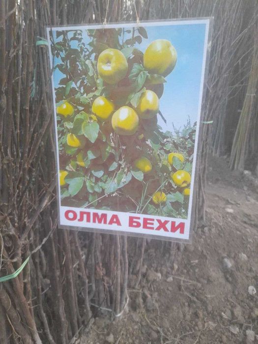 Xarhil ko'chatlardekarativ archalar mevali ko'chatlar arzon narhlarda.