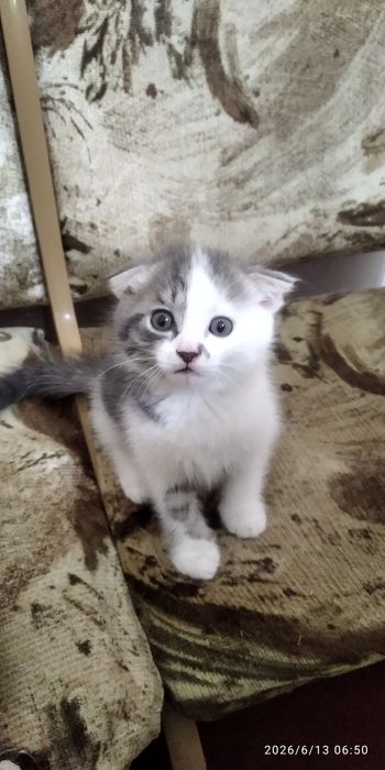 Веслоухий котенок