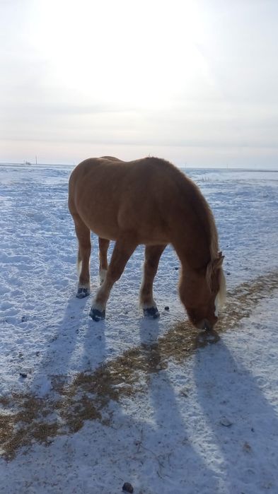 Продажа лошедеи на разведение