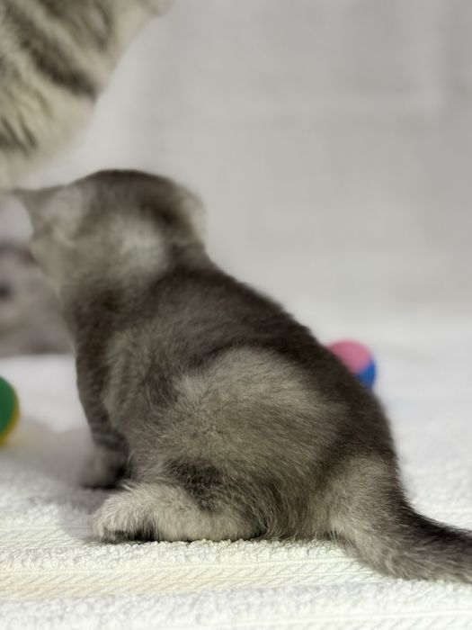 Продается котенок (девочка)