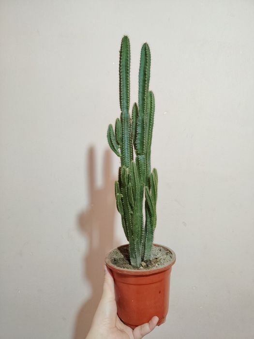 Тувакда гуллар, цветы в гаршке