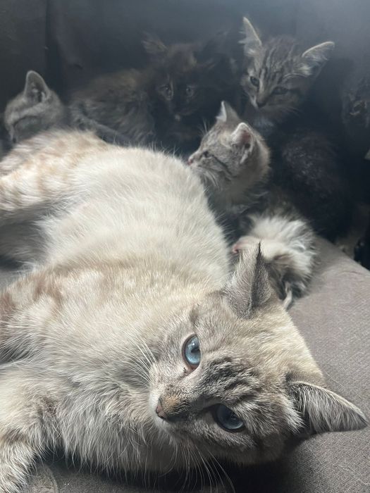 Отдам котят бесплатно