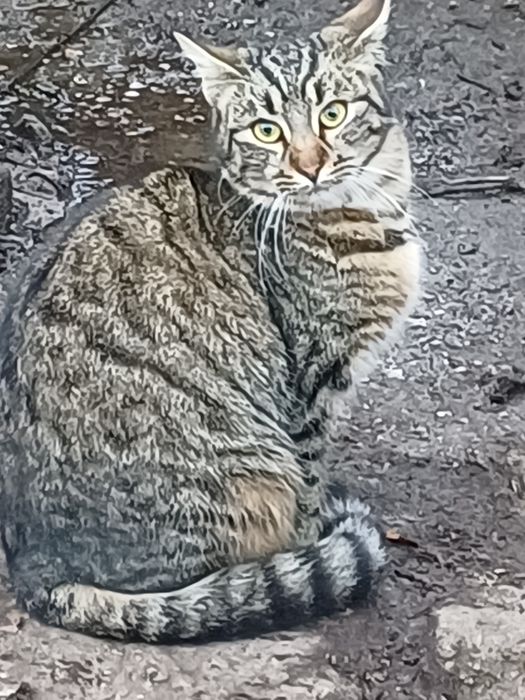 Donez pisicute in varsta de 7 luni