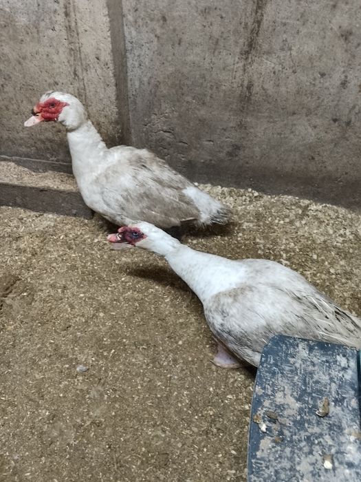 Селезни индоуток.