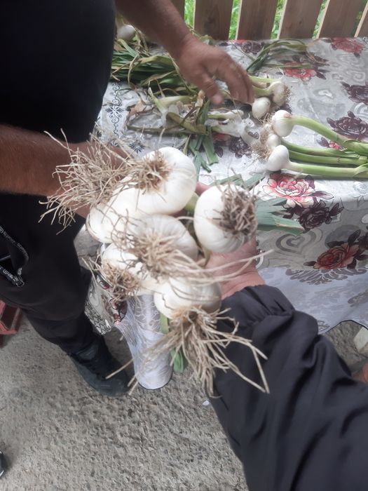 Vand usturoi spaniol si românesc!!!