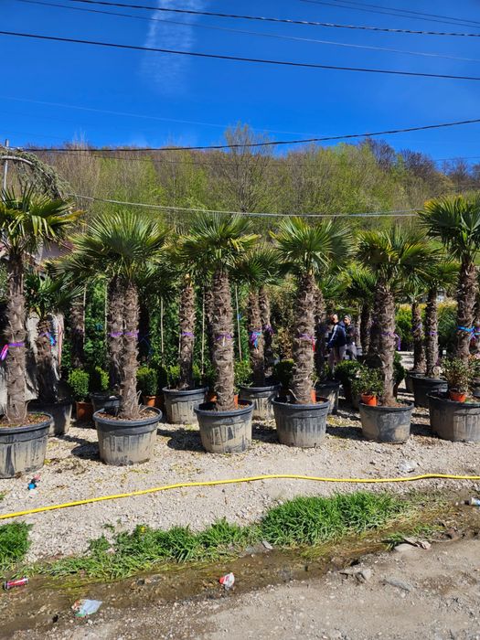 Palmieri trachycarpus fortunei toate dimensiunile