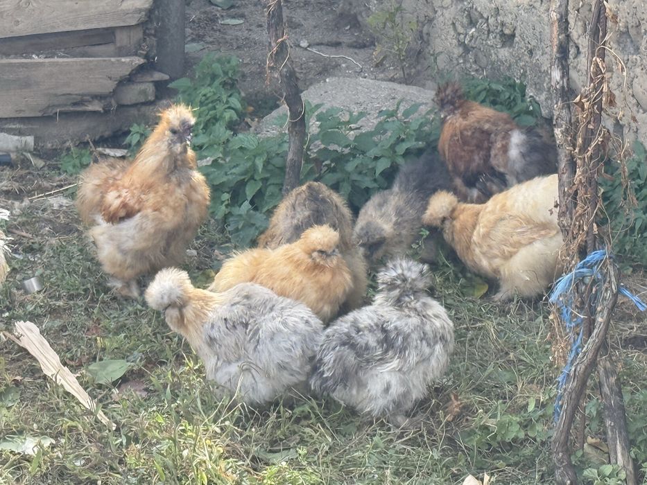 Продавам копринки