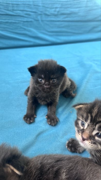 Котята Мейн Кун