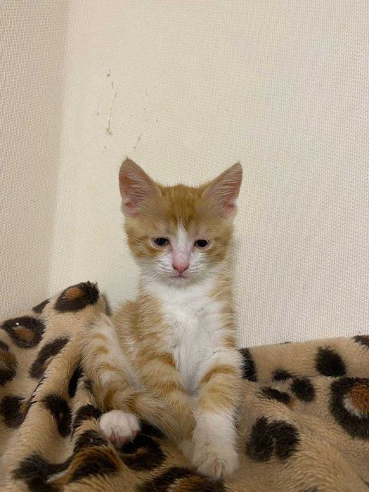 Отдам котят в добрые руки