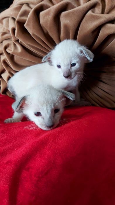 Black ORIENTAL. Ориентальные котята