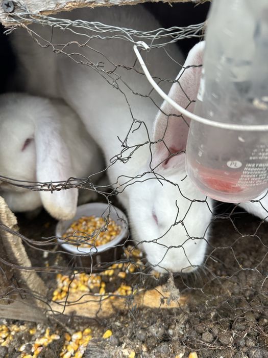 Iepuroaice faine gestante