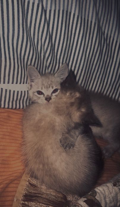 Котята породистые