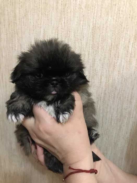 Продам элитных щенков породы «Пекинес»