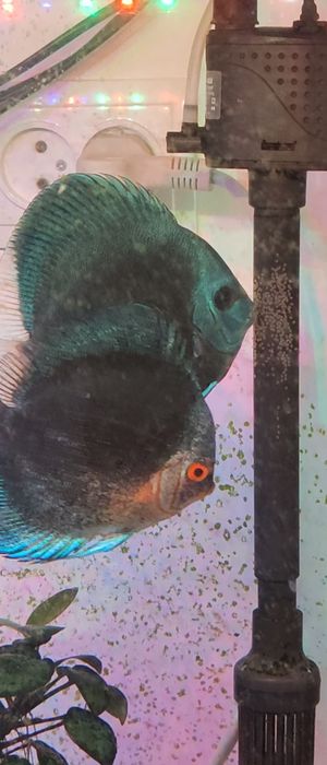 Готовая пара одних из самых красивых дискусов Блю Даймонд