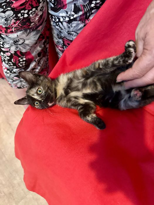 Коте на 3мес. търси дом Пловдив