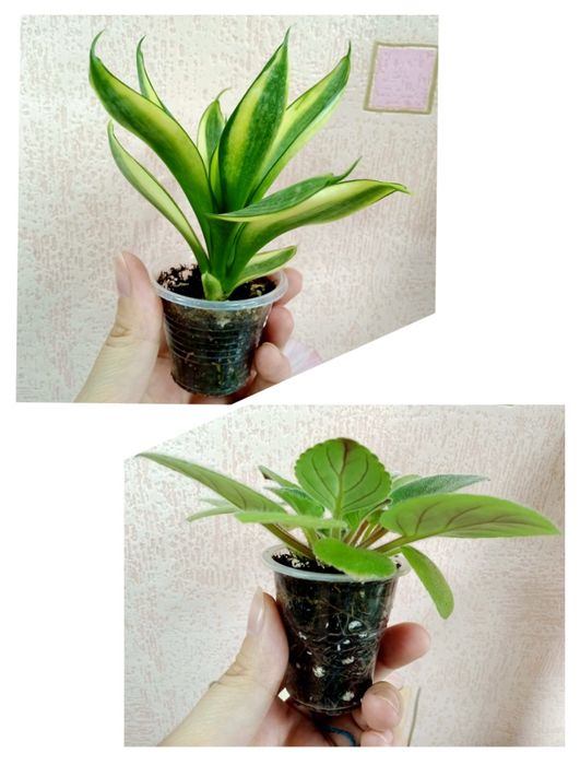 Стаканы 50 мл/50 гр одноразовые