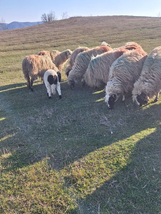 Oi tinere cu lapte de vanzare