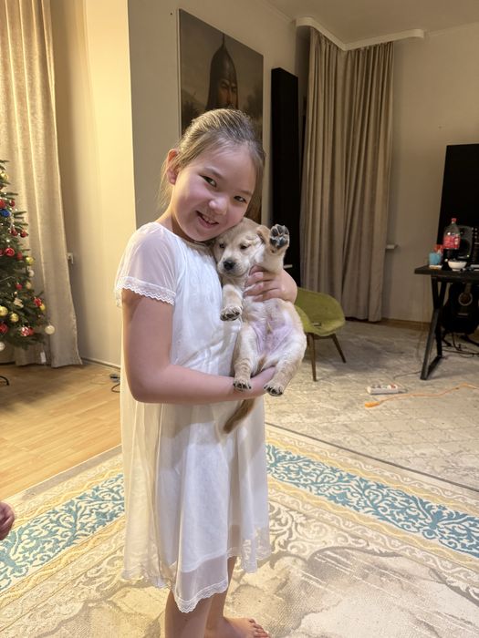 Срочно продам лабрадора щенок 3 месяца