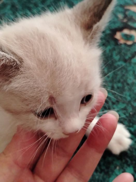 Котята. Четыре мальчика. Две девочки
